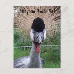 Squawk ! ! Carte postale