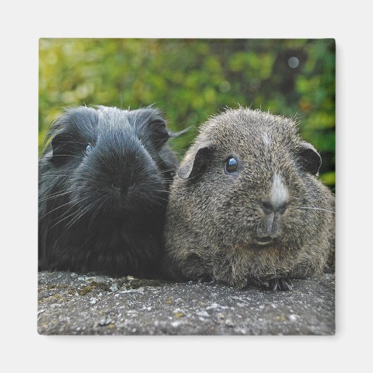 Squee & Scruffles Magneet (Voorkant)