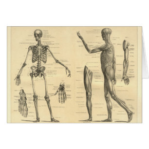 Squelette d'anatomie et muscles humains du corps
