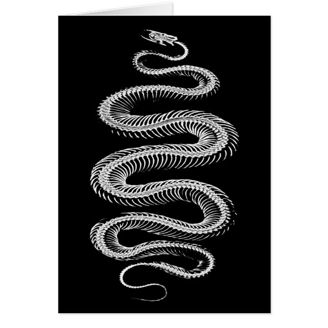 Squelette de serpent coulissant (Devant)