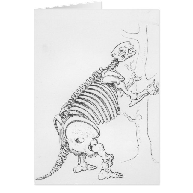 Squelette d'un Mylodon (Devant)