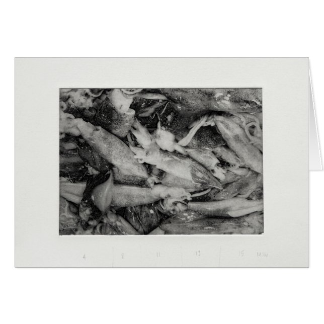 Squid (Voorkant Horizontaal)