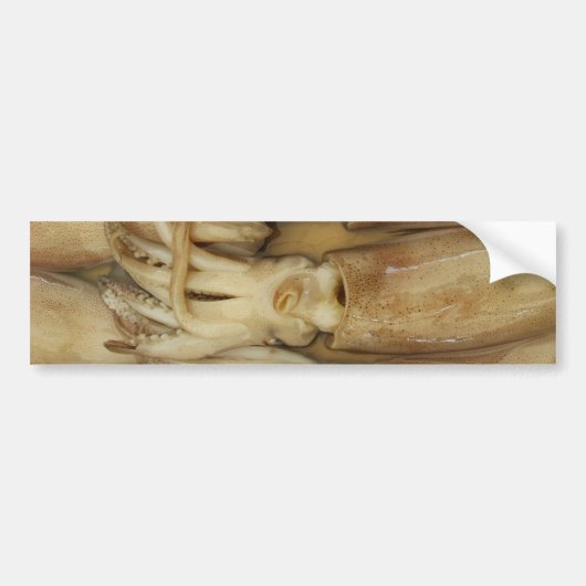 Squid - Calamari Bumpersticker (Voorkant)