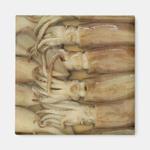 Squid - Calamari Magneet