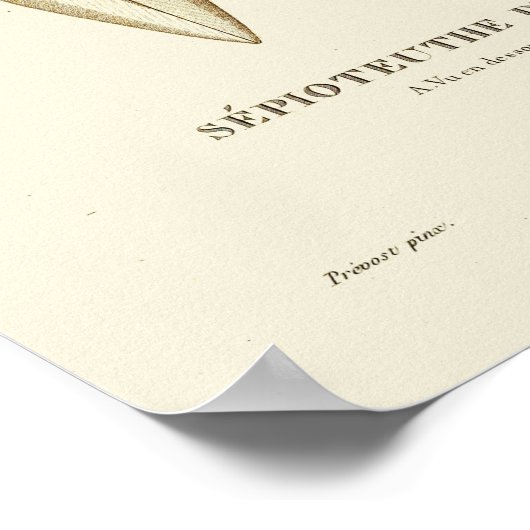 Squid Cephalopod Zee Created Art Print (Hoek)