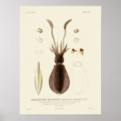 Squid Cephalopod Zee Created Art Print (Voorkant)