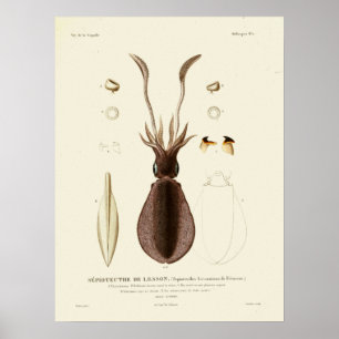 Squid Cephalopod Zee Created Art Print