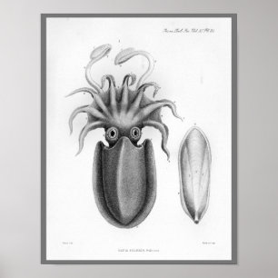 Squid Cephalopod Zee Created Art Print