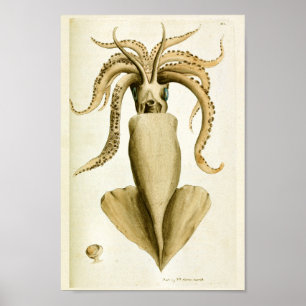Squid Cephalopod Zee Created Art Print