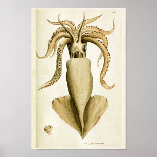 Squid Cephalopod Zee Created Art Print (Voorkant)