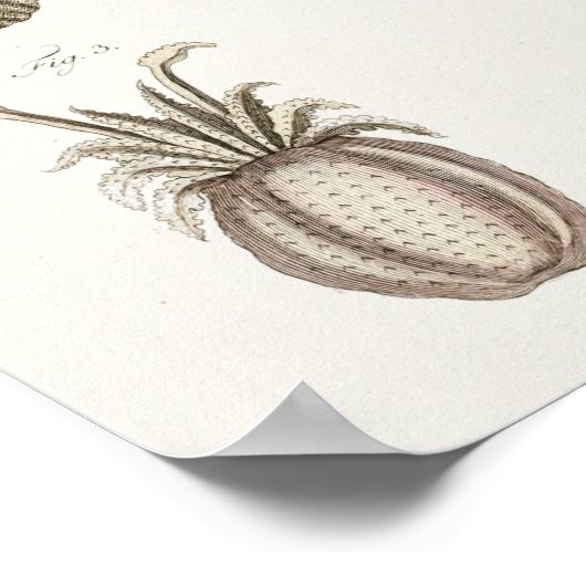 Squid Cephalopod Zee Created Art Print (Hoek)