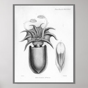 Squid Cephalopod Zee Created Art Print