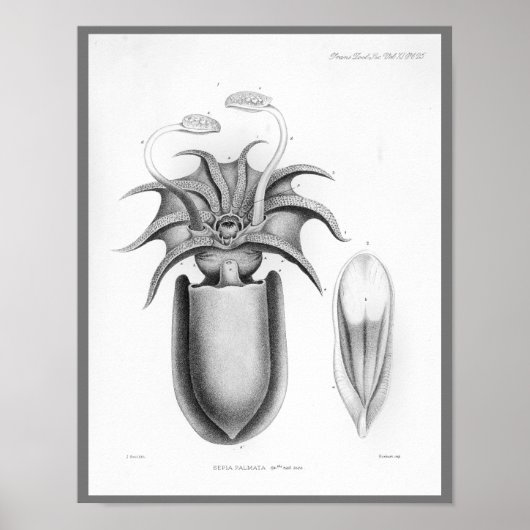 Squid Cephalopod Zee Created Art Print (Voorkant)