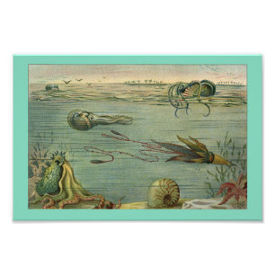 Squid marine Life Octopus  1904 Print Foto Afdruk