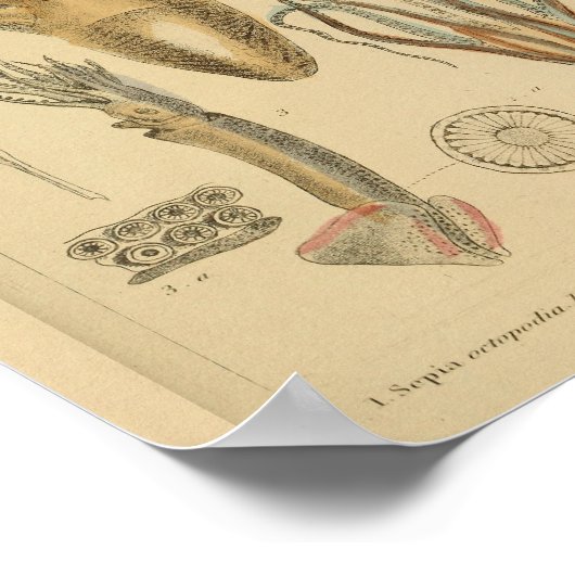 Squid Octopus Cephalopod Zee Created Art Print (Hoek)