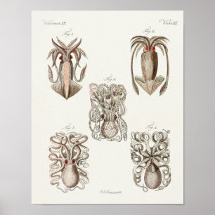 Squid Octopus Cephalopod Zee Created Art Print