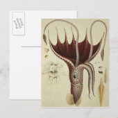 Squid, Pl.2 uit 'Histoire Naturelle' Briefkaart (Voorkant / Achterkant)