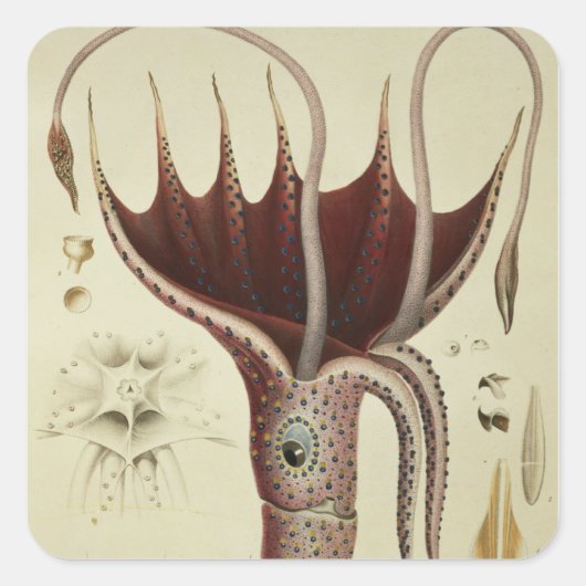 Squid, Pl.2 uit 'Histoire Naturelle' Vierkante Sticker (Voorkant)