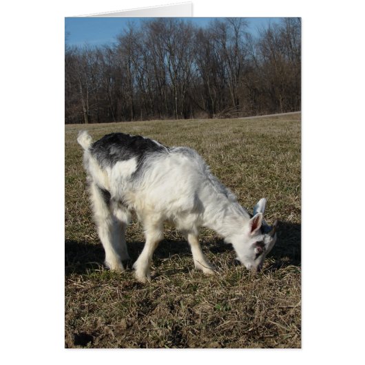 Squiggez Le Goat Kid (Devant)