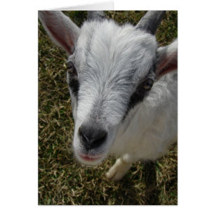 Squiggles Alpine Billy Kid