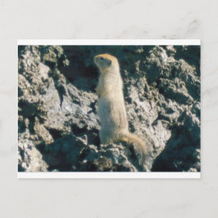 SQUIRREL (2) BRIEFKAART