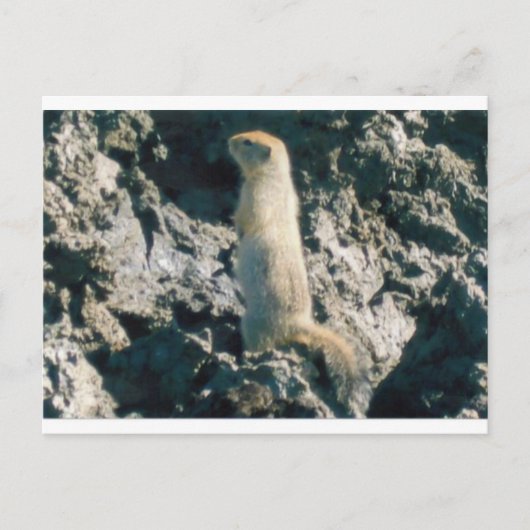 SQUIRREL (2) BRIEFKAART (Voorkant)