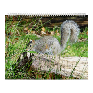 Squirrel Calendar Kalender