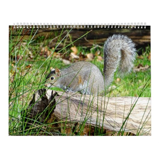 Squirrel Calendar Kalender (Hoes)