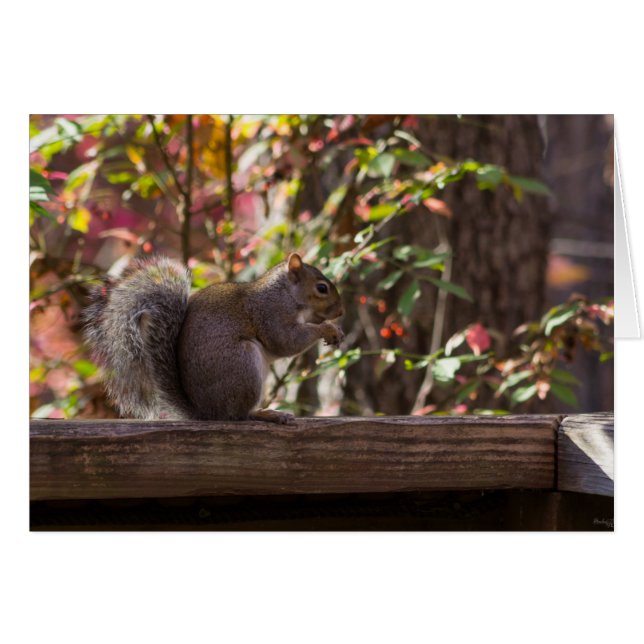 Squirrel Chow Time (Voorkant Horizontaal)