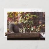 Squirrel Chow Time Briefkaart (Voorkant / Achterkant)