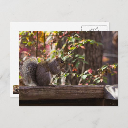 Squirrel Chow Time Briefkaart (Voorkant / Achterkant)