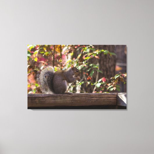 Squirrel Chow Time Canvas Afdruk (Voorkant)
