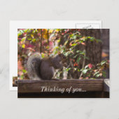 Squirrel Chow Time Penser À Vous Carte Postale (Devant / Derrière)