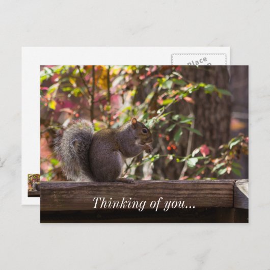 Squirrel Chow Time Penser À Vous Carte Postale (Devant / Derrière)
