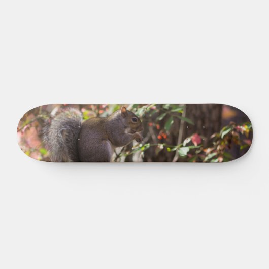 Squirrel Chow Time Skateboard (Horizontaal)