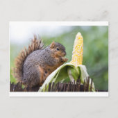 Squirrel Corn Briefkaart (Voorkant)