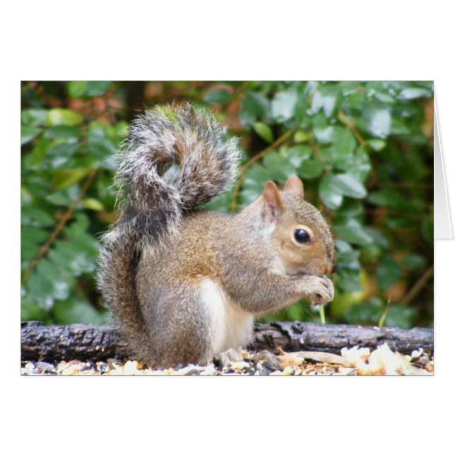 Squirrel Cutie (Devant horizontal)