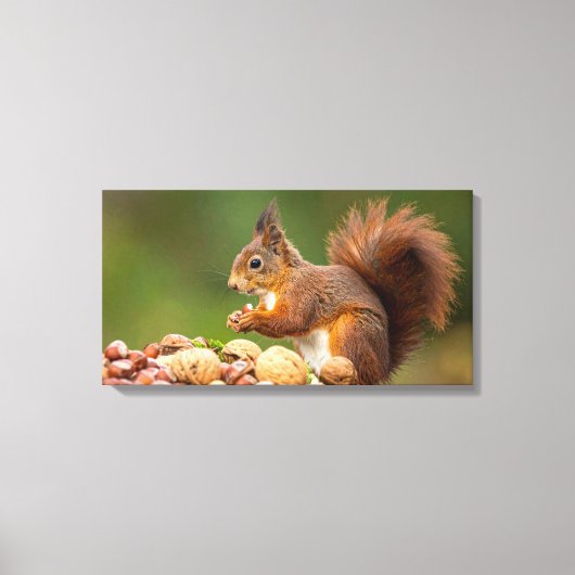 squirrel eating nut canvas afdruk (Voorkant)