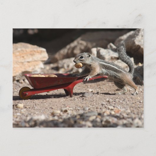 Squirrel Farmer Briefkaart (Voorkant)