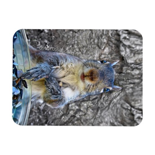 Squirrel Flexi magnet 3 x 4 Magneet (Horizontaal)