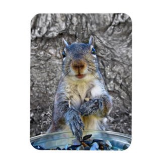 Squirrel Flexi magnet 3 x 4 Magneet