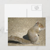 Squirrel Hungry Horatio Briefkaart (Voorkant / Achterkant)