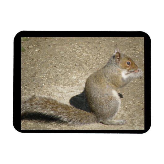 Squirrel Hungry Horatio Premium Magnet Magneet (Horizontaal)