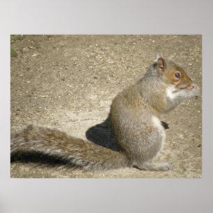 Squirrel Hungry Horatio Print