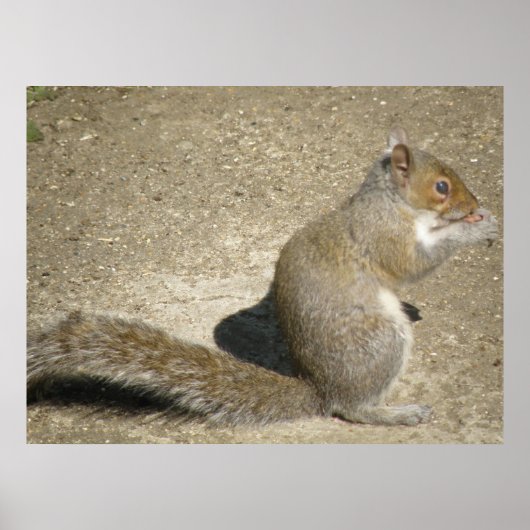 Squirrel Hungry Horatio Print (Voorkant)