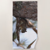 Squirrel in a Pine Tree Beach Towel Strandlaken (Voorkant)
