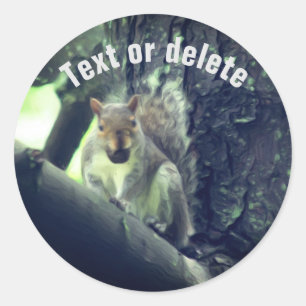 Squirrel In Tree Animal Art Personalized Ronde Sticker