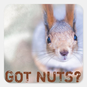 Squirrel kijkt naar je vierkante sticker