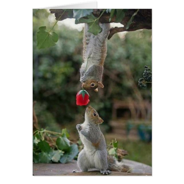 Squirrel Love (Voorkant)