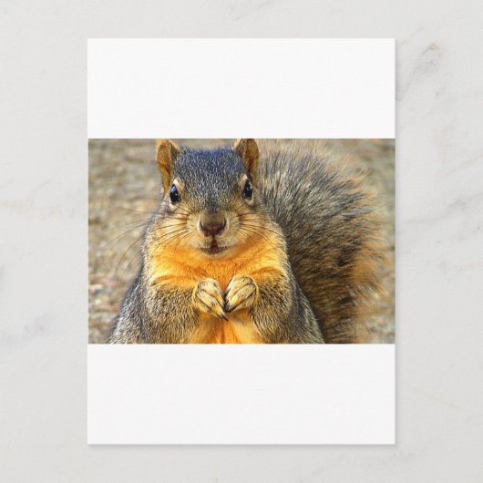 Squirrel Love_ Briefkaart (Voorkant)